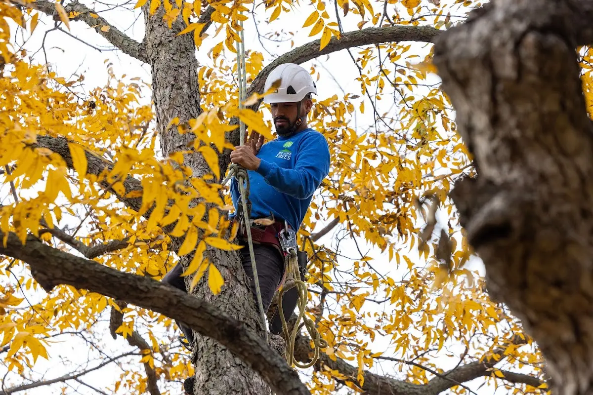Skilled Storm Damage Cleanup crew working in West Springfield